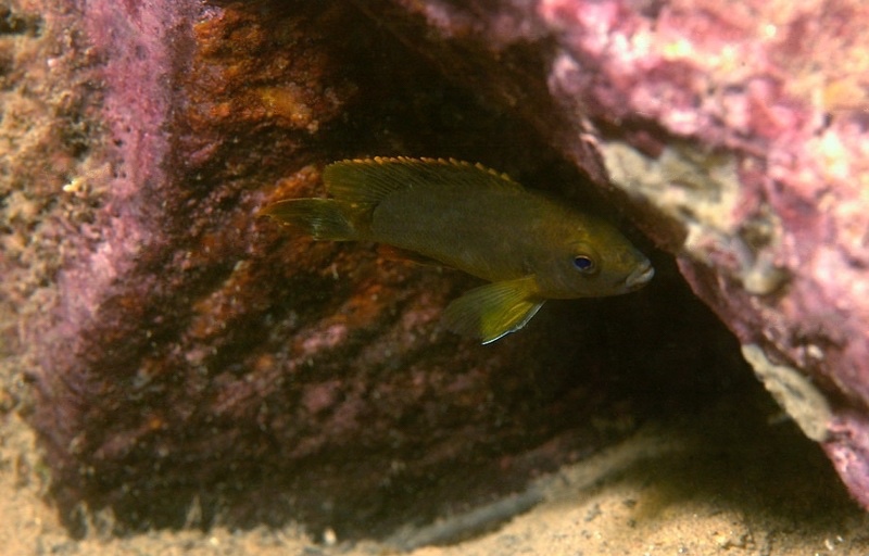 Labidochromis sp. 'caeruleus brown' Lupingu